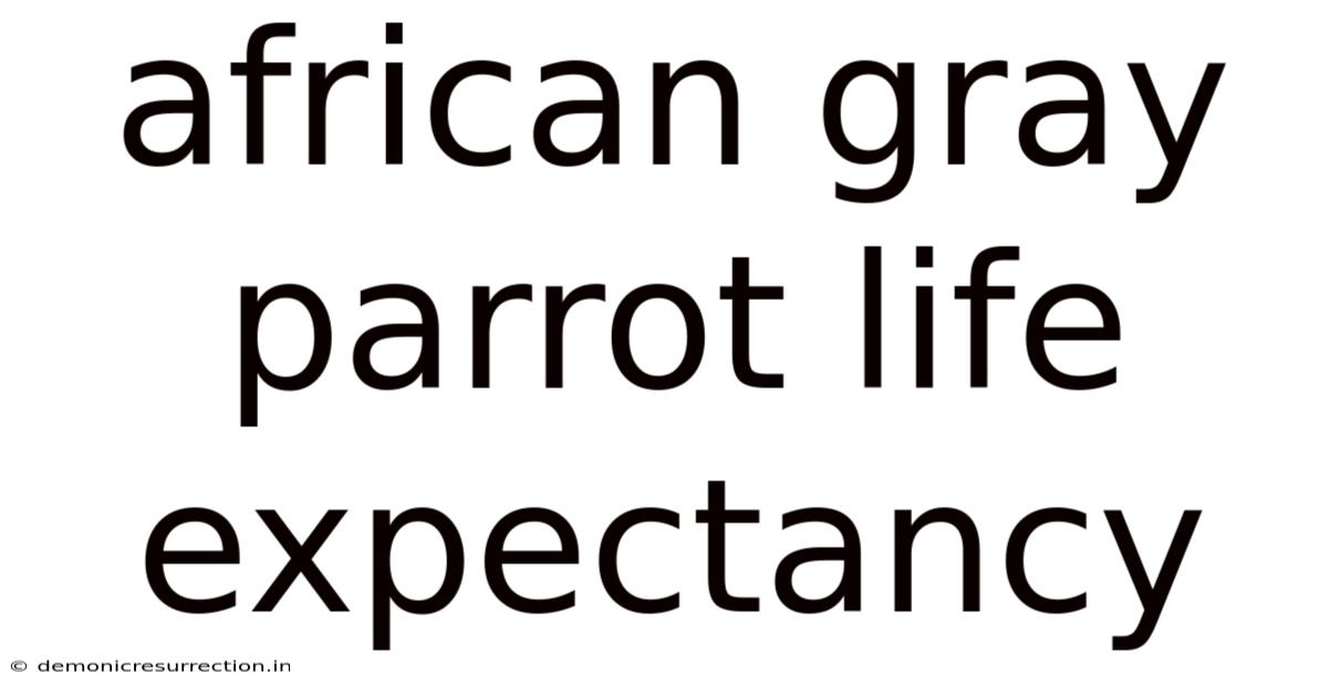 African Gray Parrot Life Expectancy