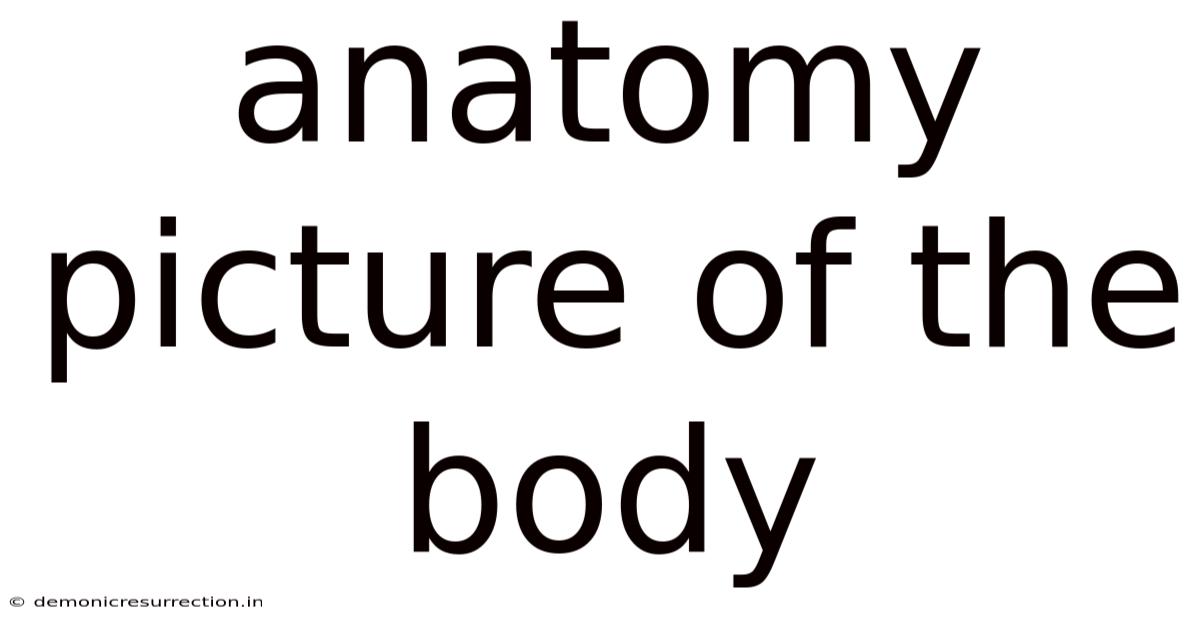 Anatomy Picture Of The Body