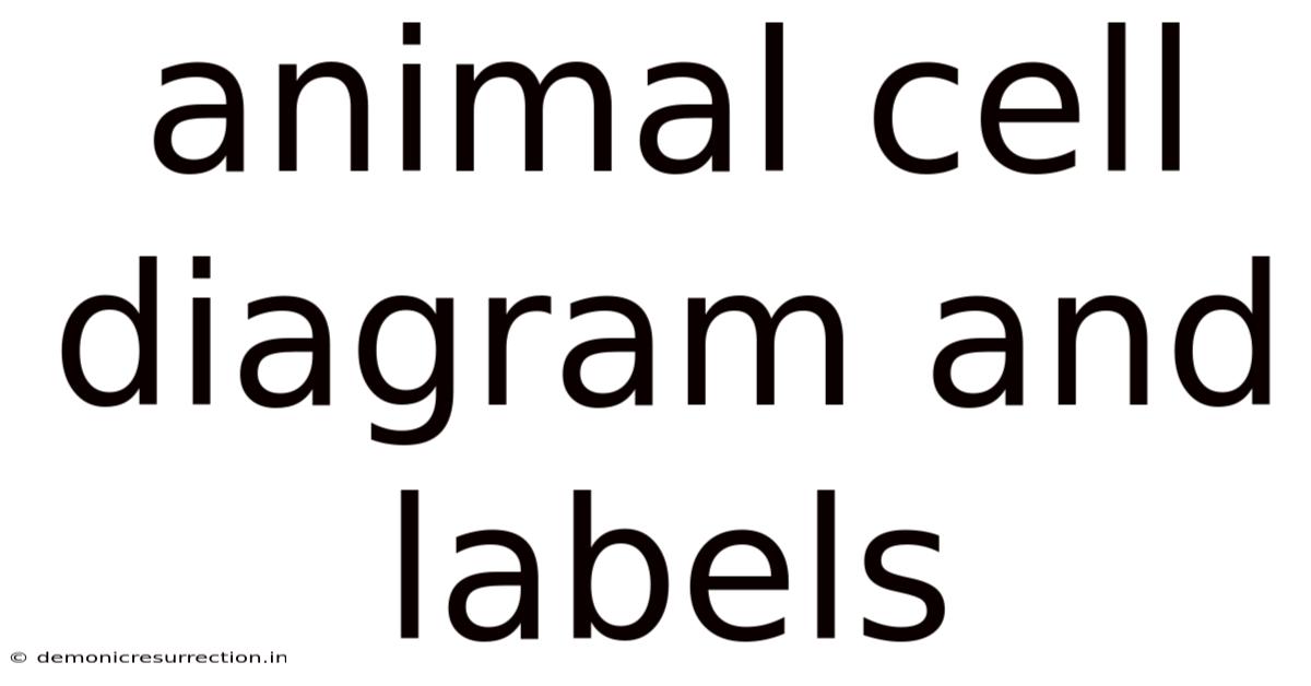 Animal Cell Diagram And Labels