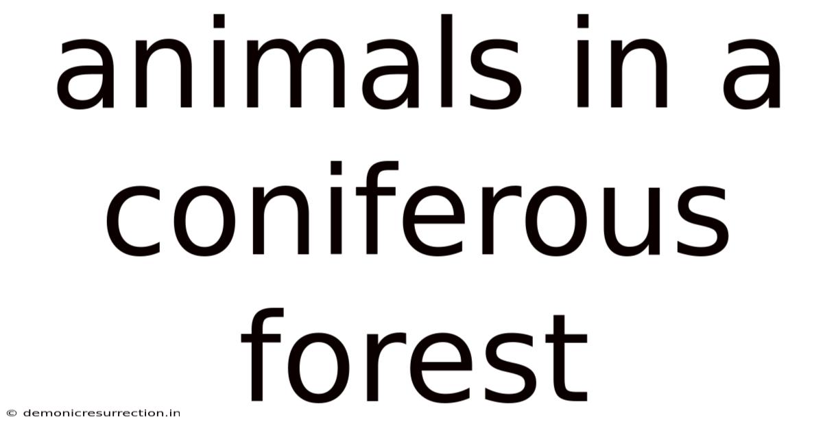 Animals In A Coniferous Forest