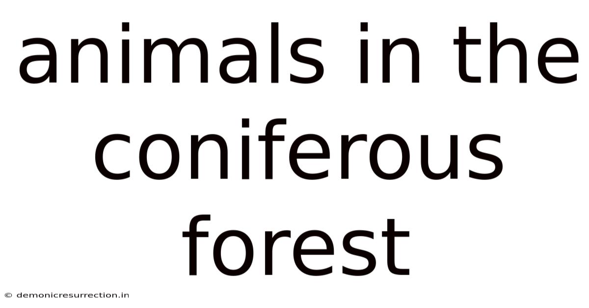 Animals In The Coniferous Forest