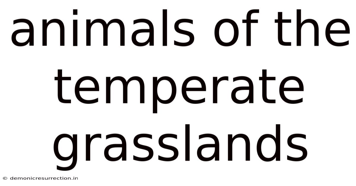 Animals Of The Temperate Grasslands