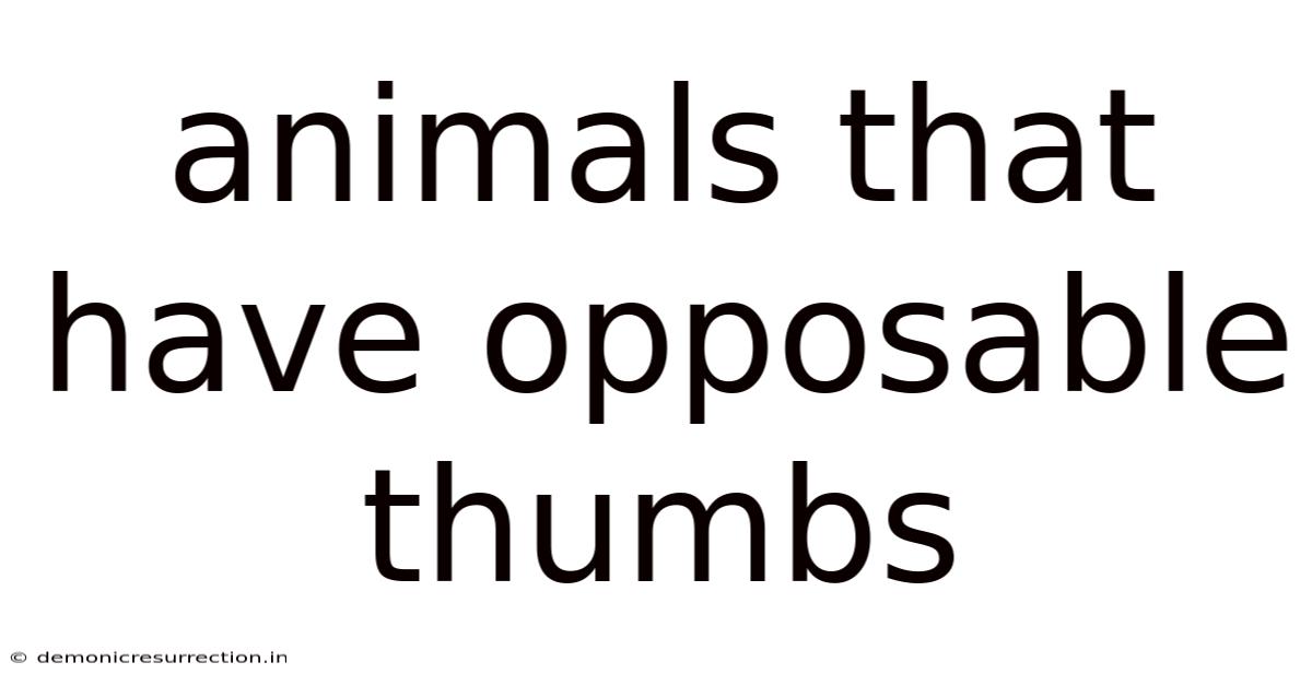 Animals That Have Opposable Thumbs