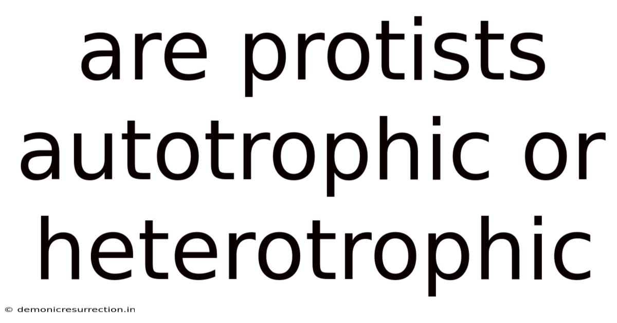 Are Protists Autotrophic Or Heterotrophic