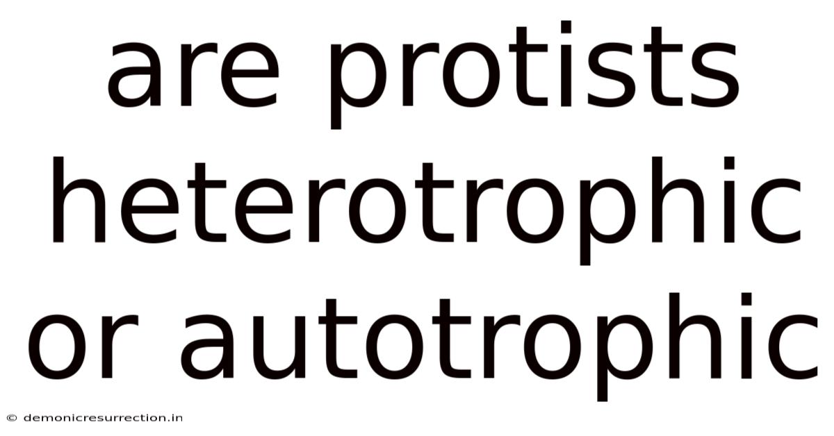 Are Protists Heterotrophic Or Autotrophic
