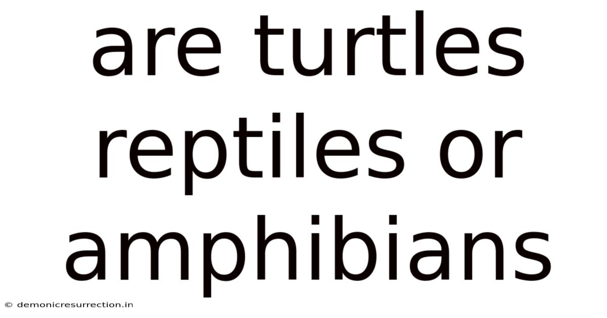 Are Turtles Reptiles Or Amphibians