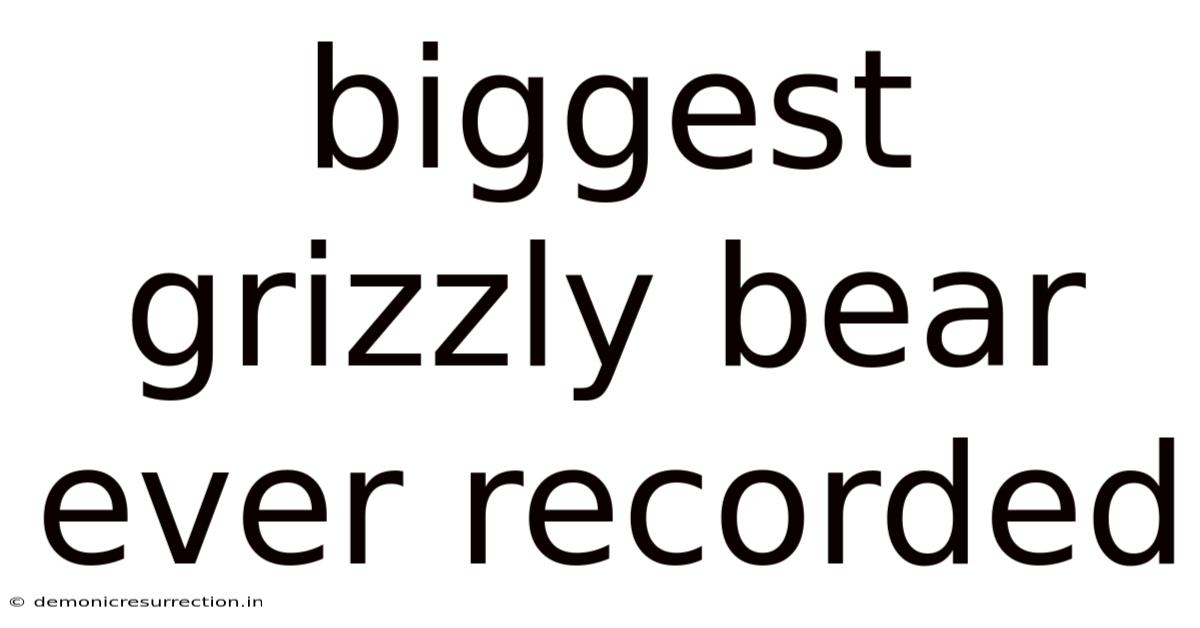 Biggest Grizzly Bear Ever Recorded