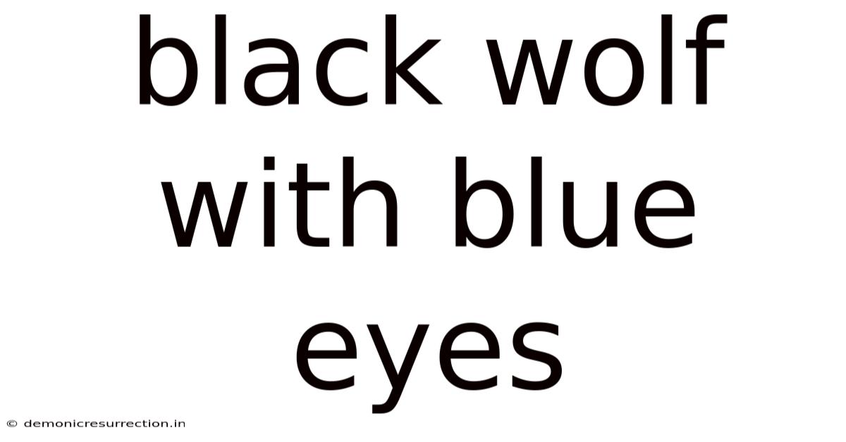 Black Wolf With Blue Eyes