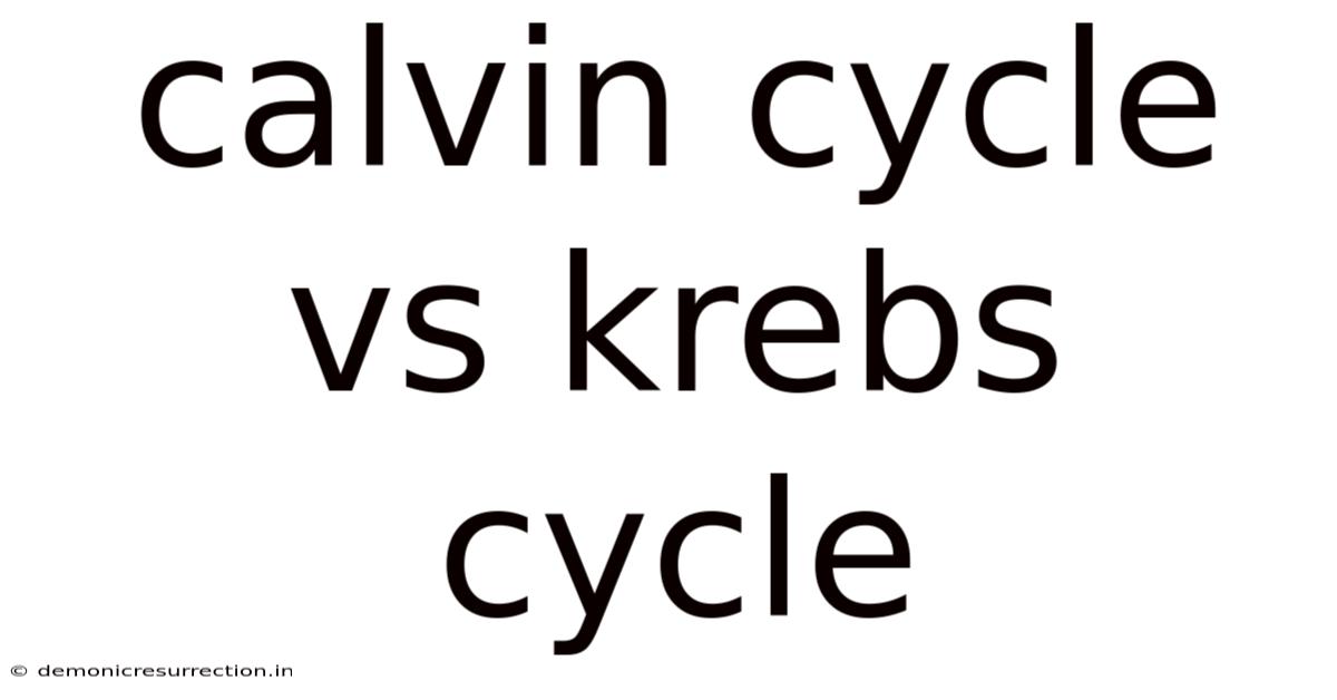 Calvin Cycle Vs Krebs Cycle