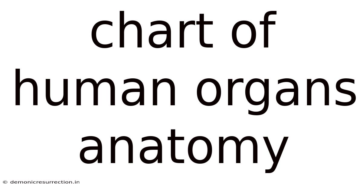 Chart Of Human Organs Anatomy