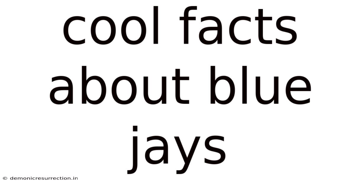 Cool Facts About Blue Jays