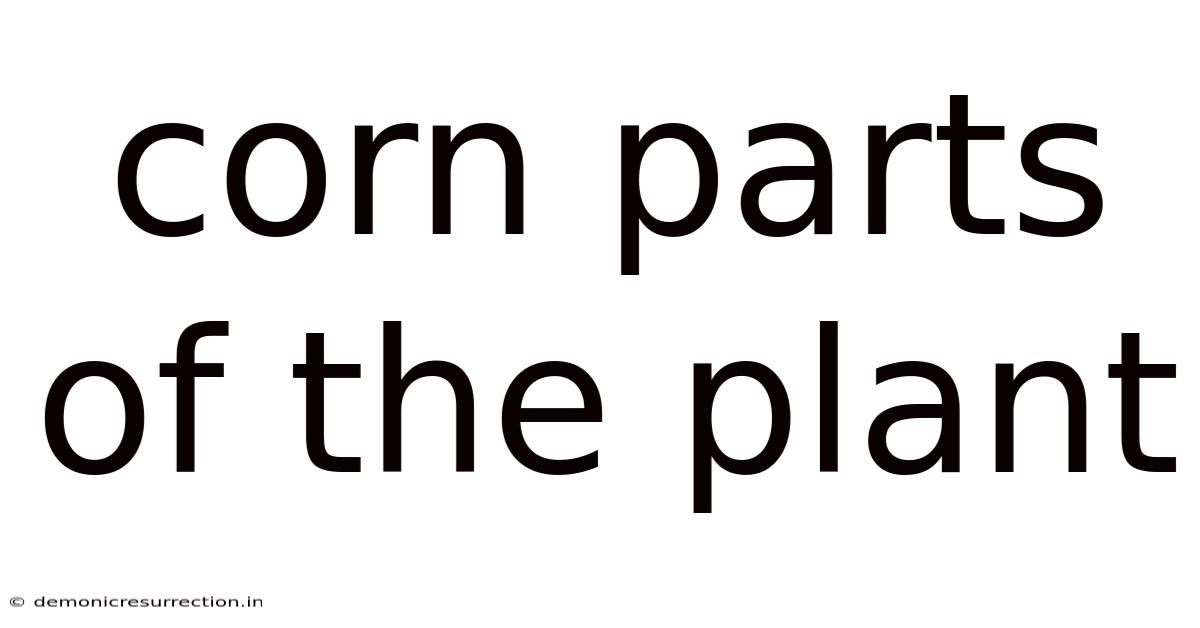 Corn Parts Of The Plant