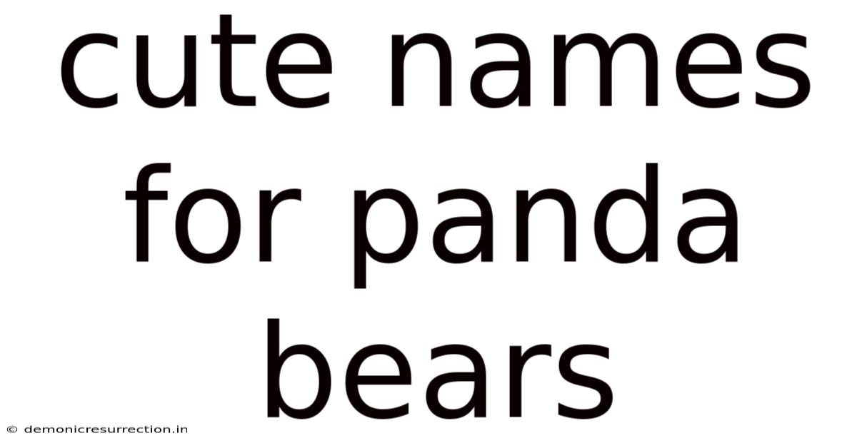 Cute Names For Panda Bears