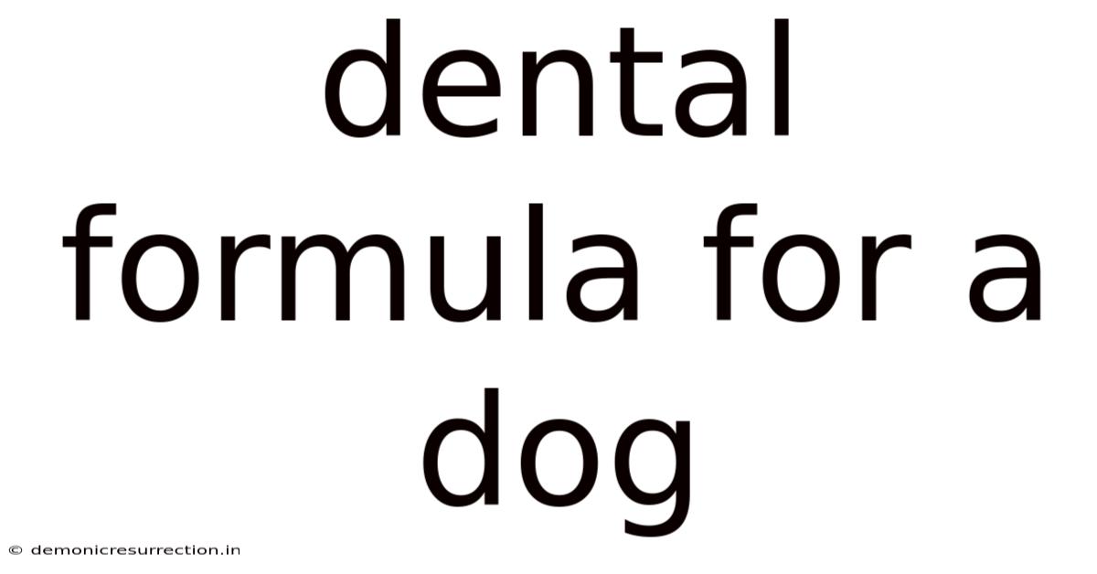 Dental Formula For A Dog