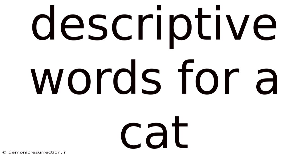 Descriptive Words For A Cat