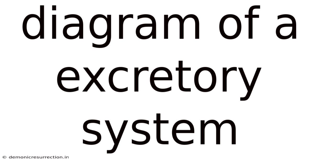 Diagram Of A Excretory System