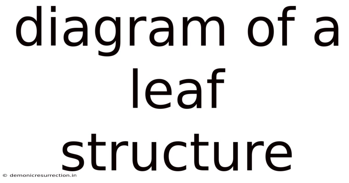 Diagram Of A Leaf Structure
