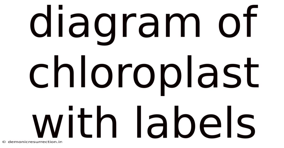 Diagram Of Chloroplast With Labels