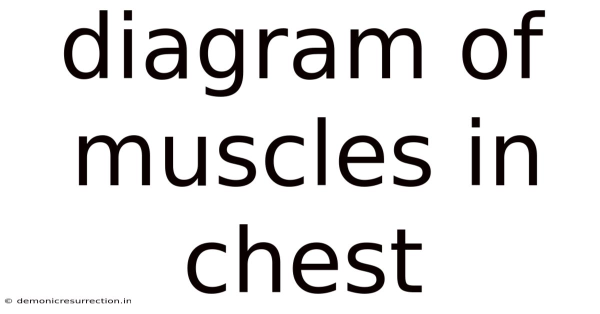Diagram Of Muscles In Chest