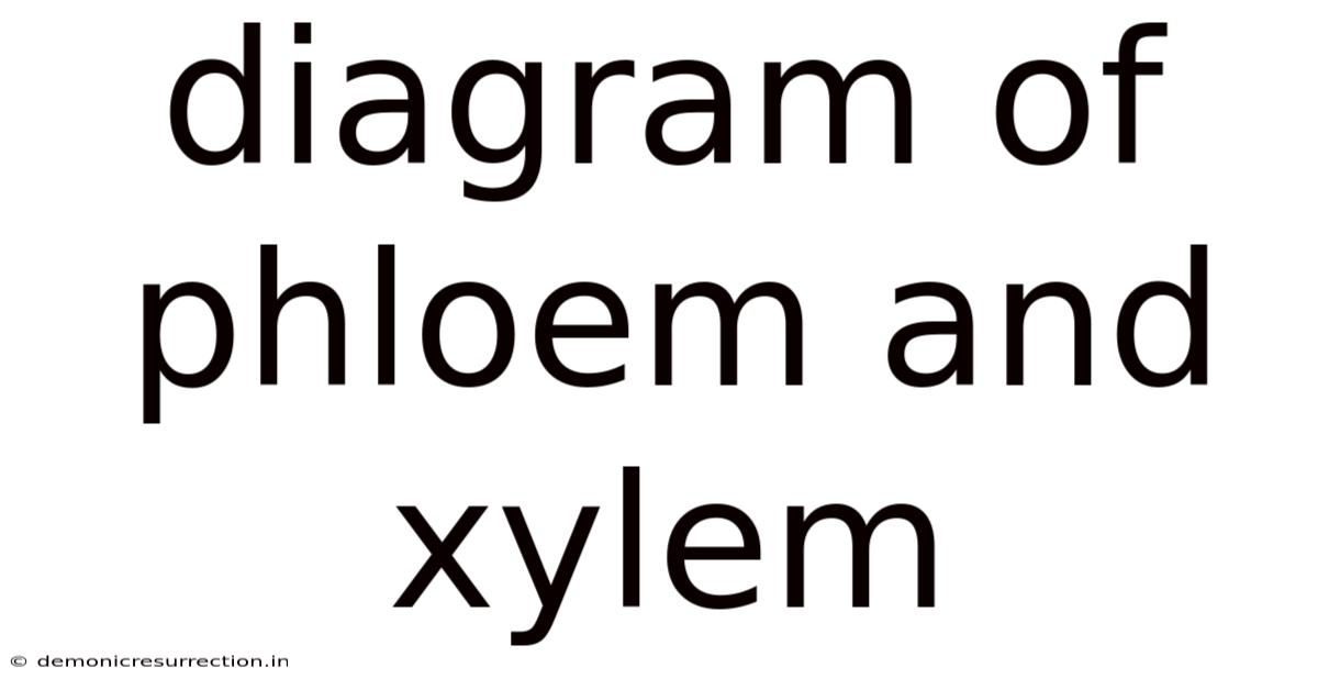 Diagram Of Phloem And Xylem