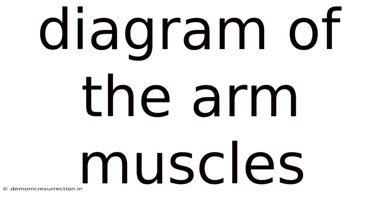Diagram Of The Arm Muscles