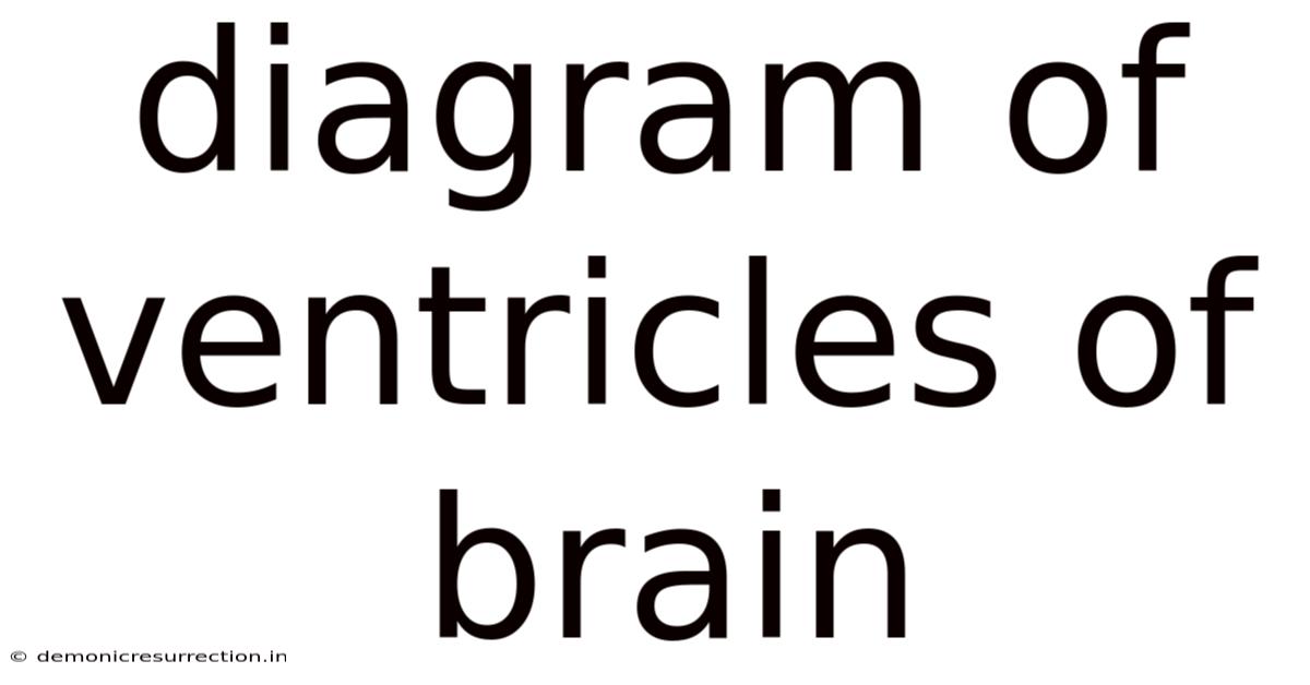 Diagram Of Ventricles Of Brain