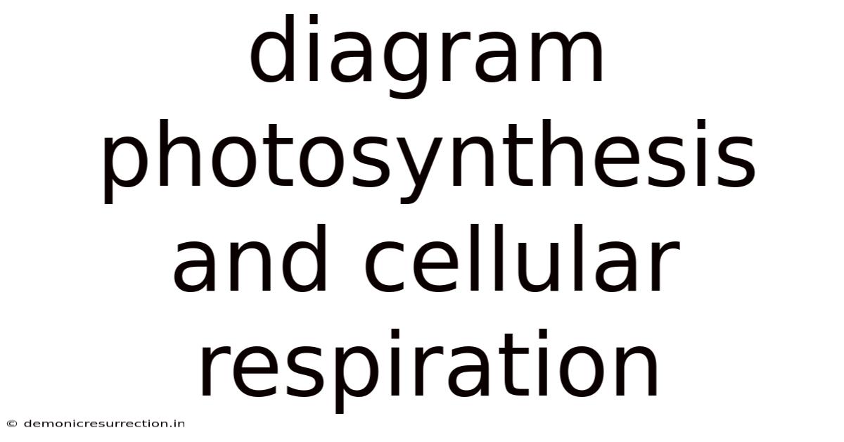 Diagram Photosynthesis And Cellular Respiration