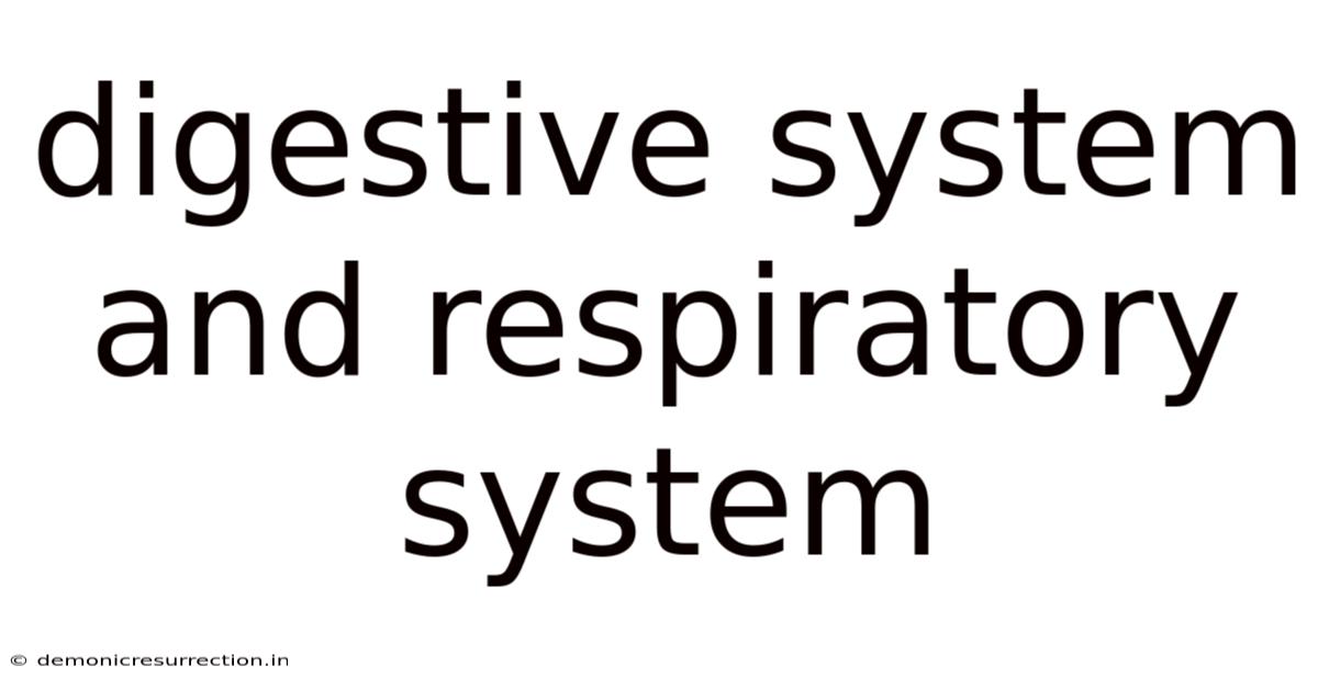 Digestive System And Respiratory System