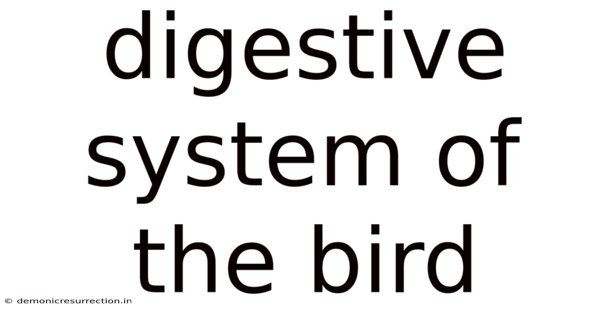 Digestive System Of The Bird