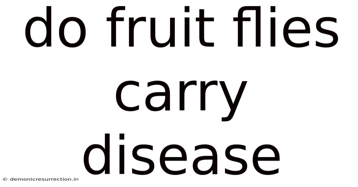 Do Fruit Flies Carry Disease