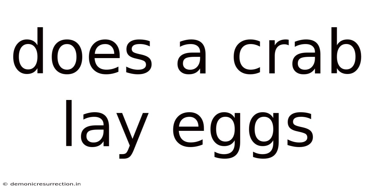 Does A Crab Lay Eggs