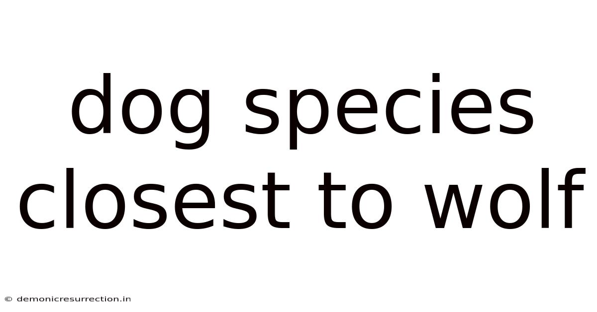 Dog Species Closest To Wolf