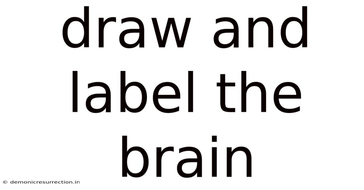Draw And Label The Brain