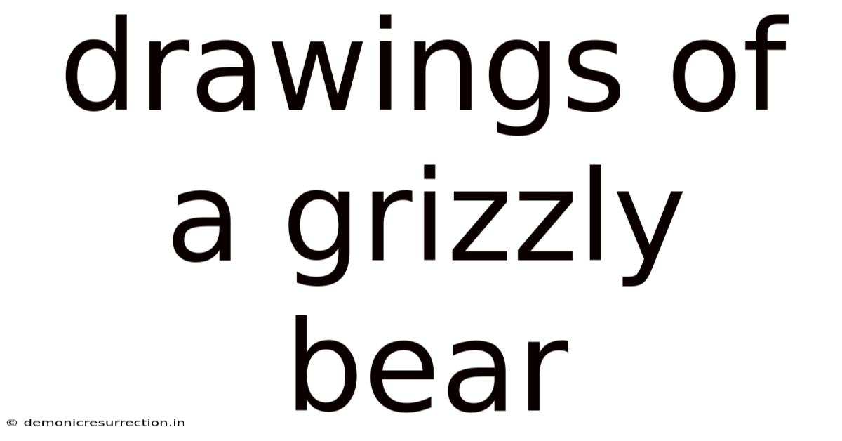 Drawings Of A Grizzly Bear