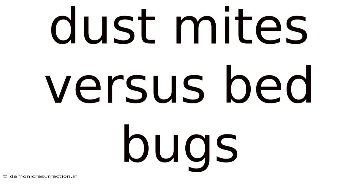 Dust Mites Versus Bed Bugs