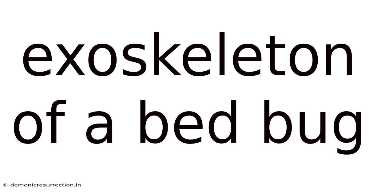 Exoskeleton Of A Bed Bug