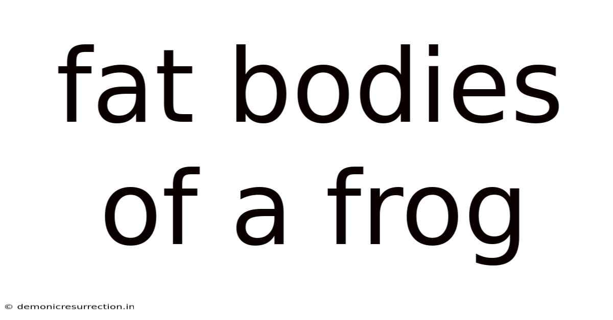 Fat Bodies Of A Frog