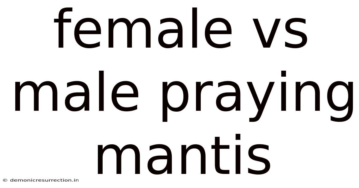 Female Vs Male Praying Mantis