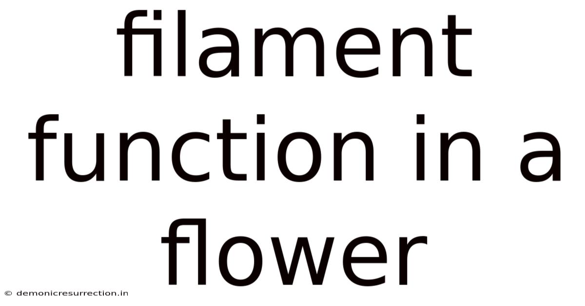 Filament Function In A Flower