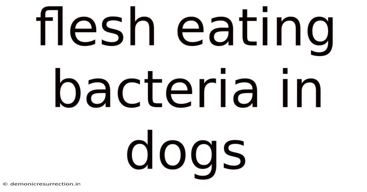 Flesh Eating Bacteria In Dogs