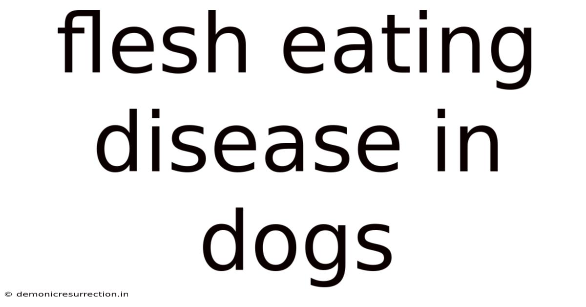 Flesh Eating Disease In Dogs