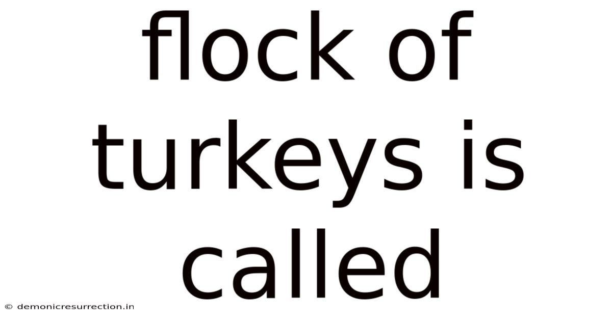 Flock Of Turkeys Is Called