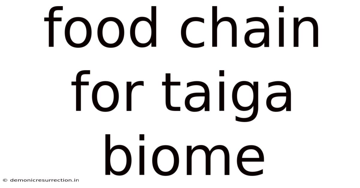 Food Chain For Taiga Biome