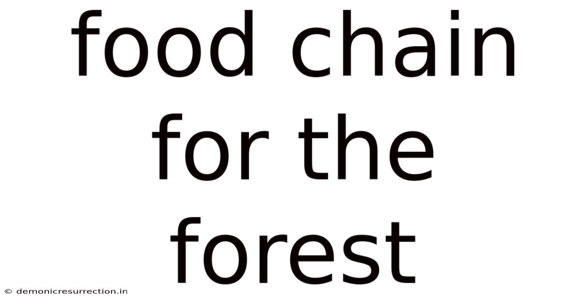 Food Chain For The Forest