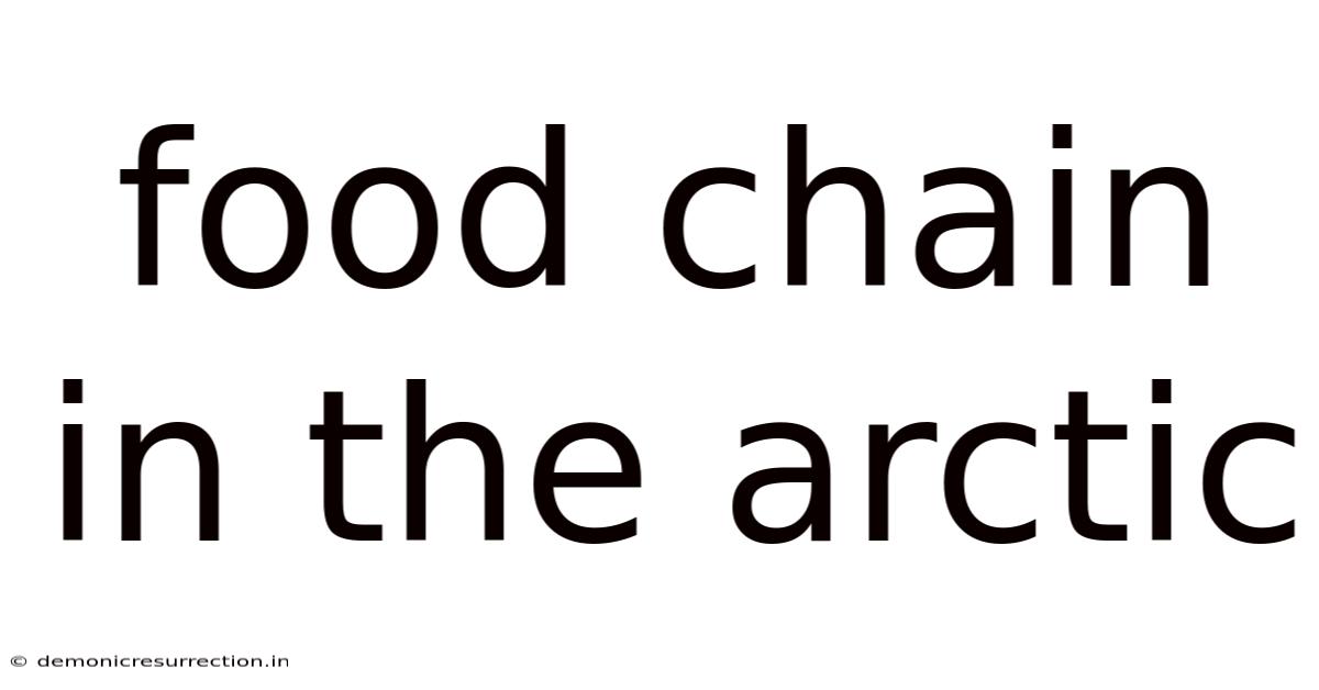 Food Chain In The Arctic