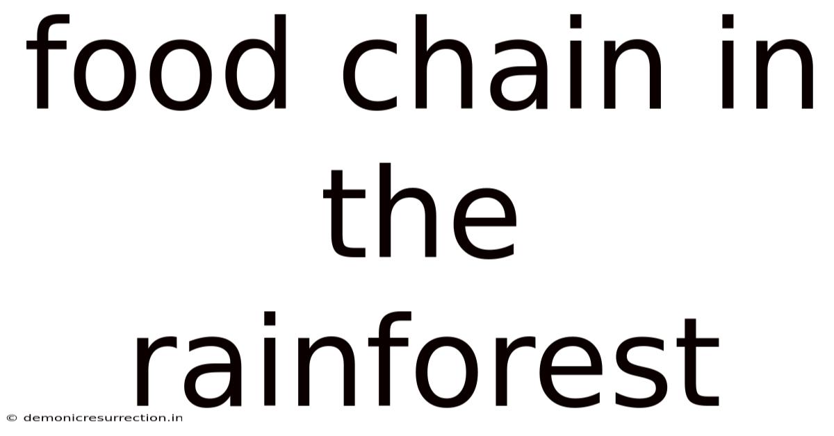 Food Chain In The Rainforest
