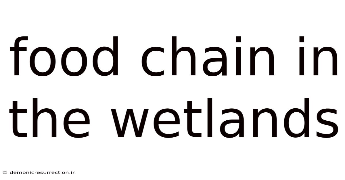 Food Chain In The Wetlands