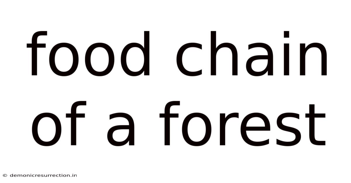 Food Chain Of A Forest