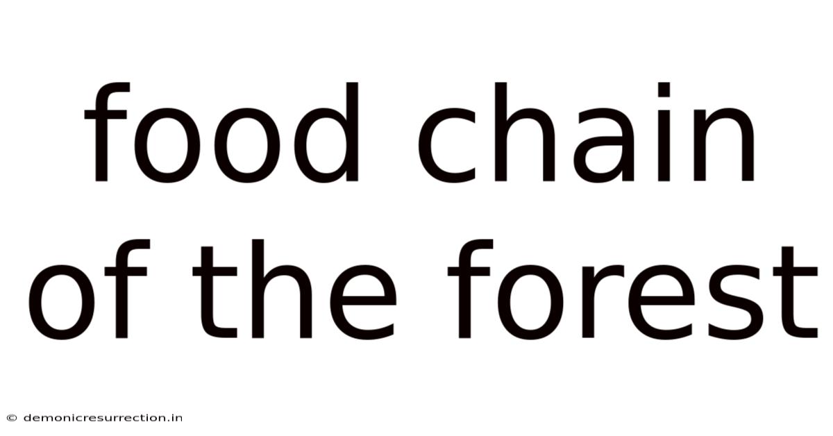 Food Chain Of The Forest
