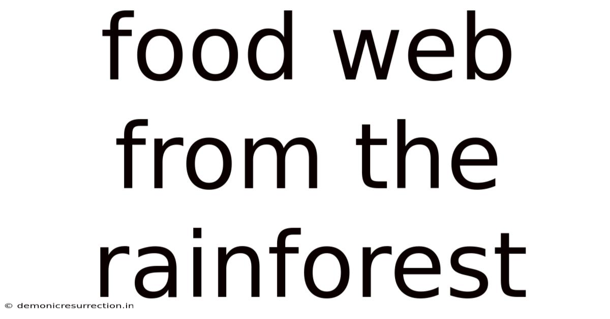 Food Web From The Rainforest